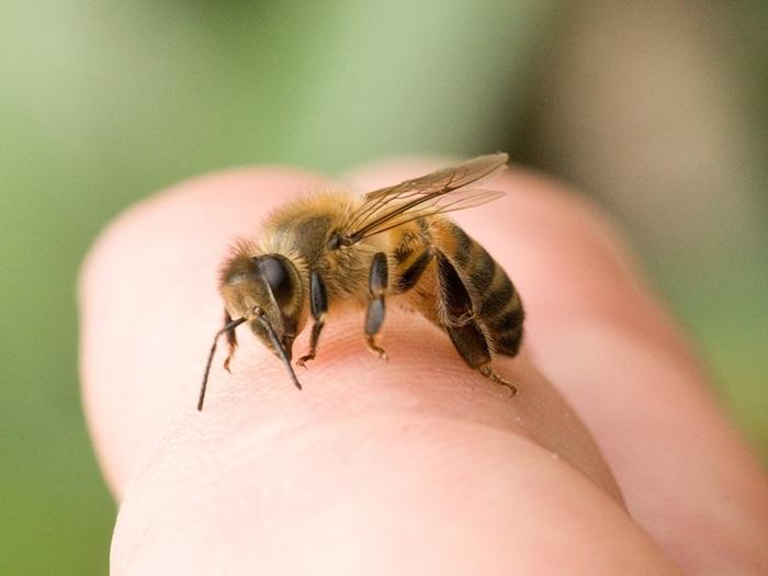 jak se zbavit včel v domě