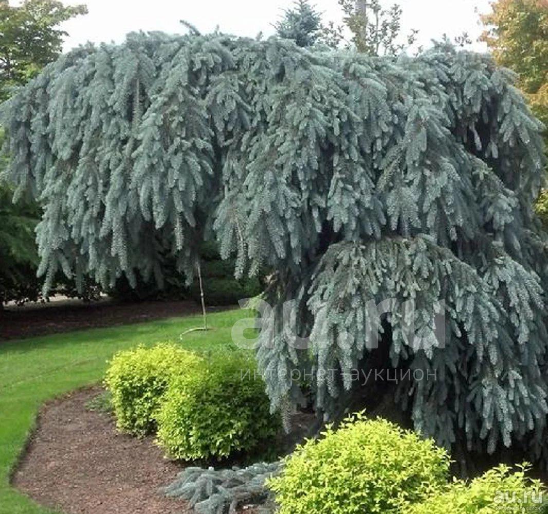 Con lắc Glauca (Glauca Pendula)