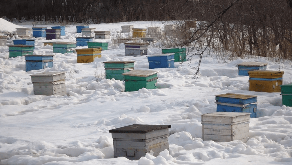 Včelí úl v zimě