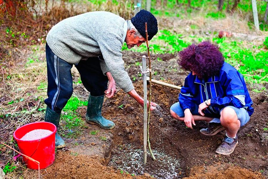 peach planting