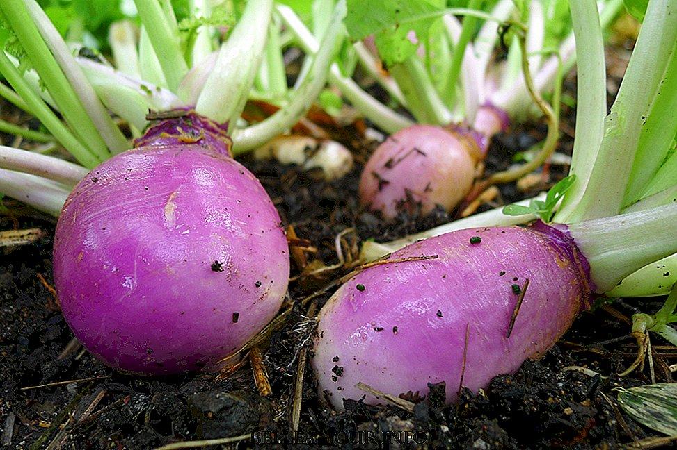 turnip vegetable