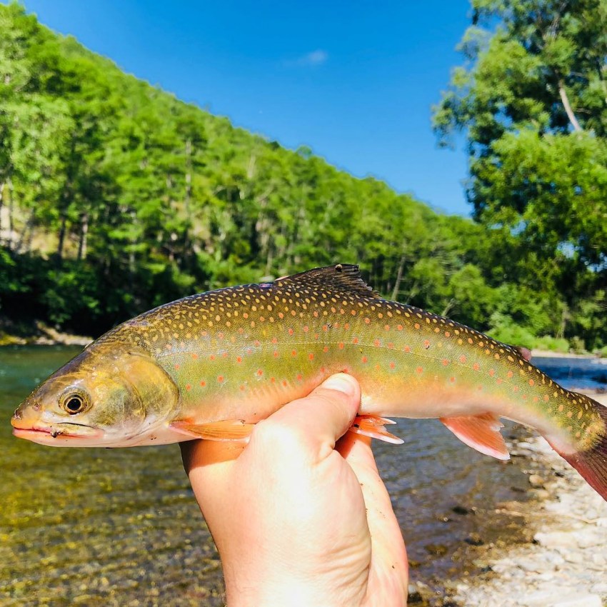 Fisch namens Schmerle Foto