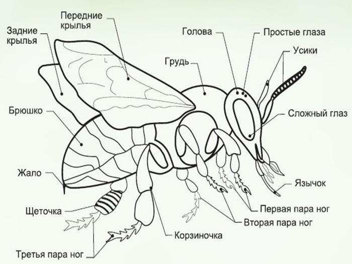 budowa pszczoły