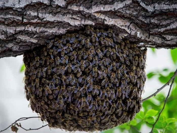 divoké včely