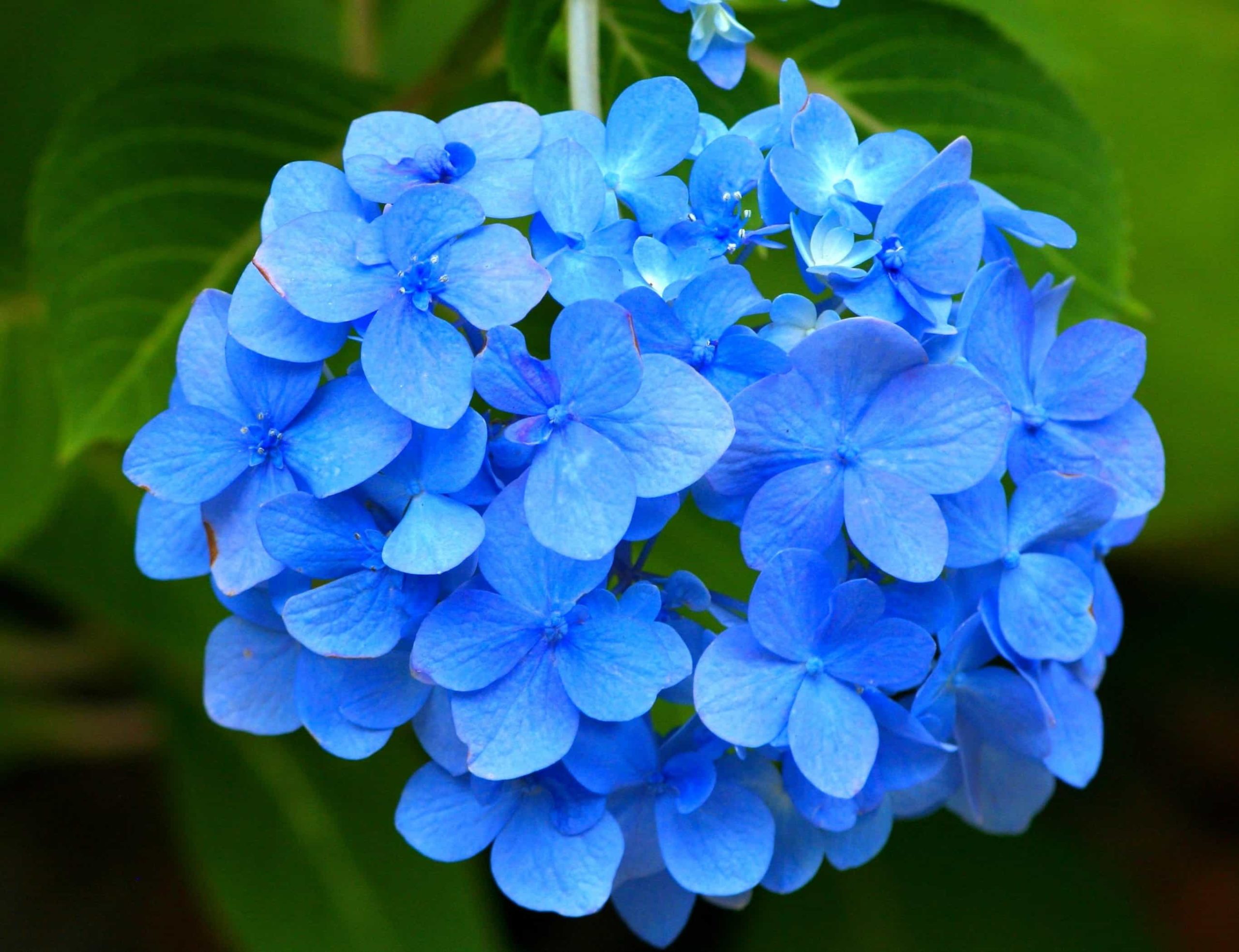 Fleur d'hortensia bleue