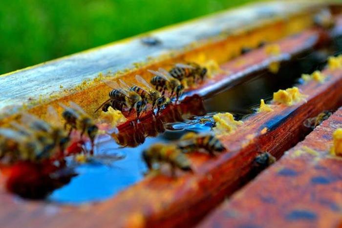 feeding bees