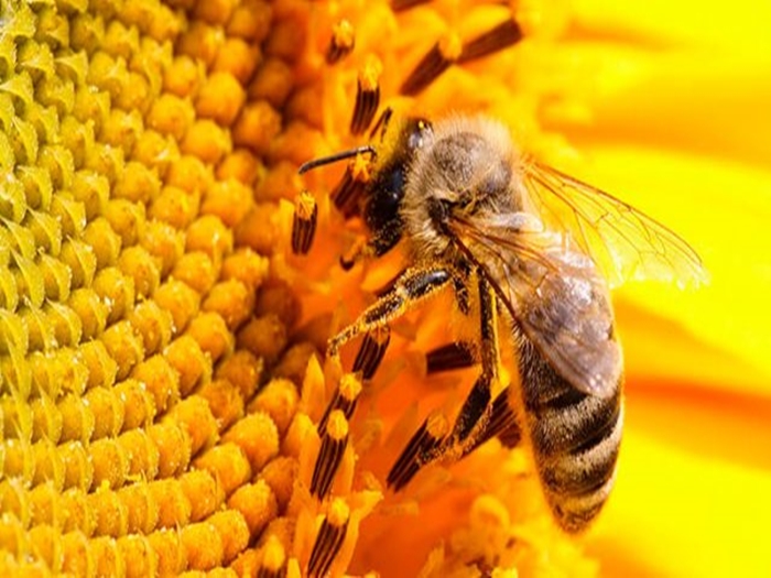 Karnika-Bienenrasse