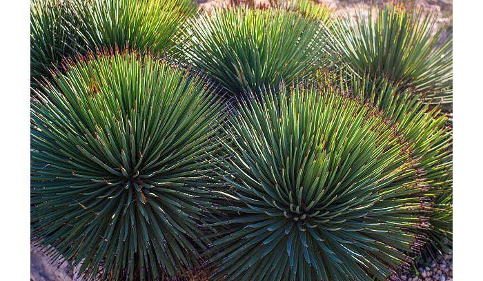 bụi cây yucca