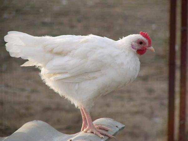 Russian white chicken breed