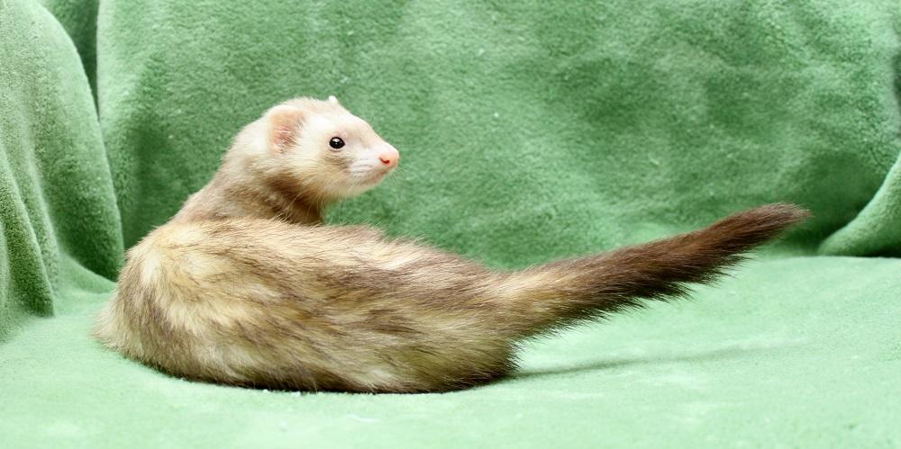 Cinnamon ferret