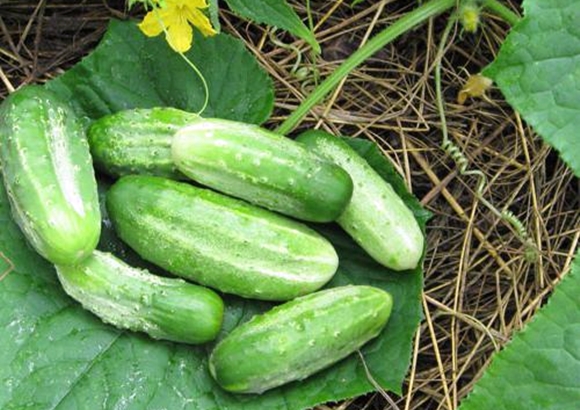 Gurkenkonkurrent im Garten