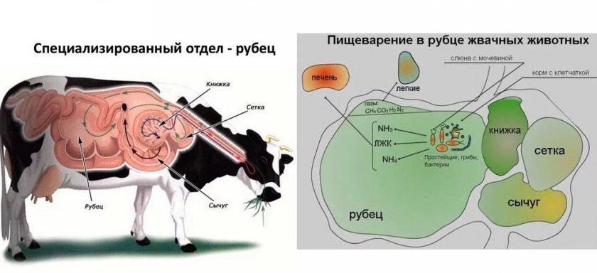 atonija predželodca