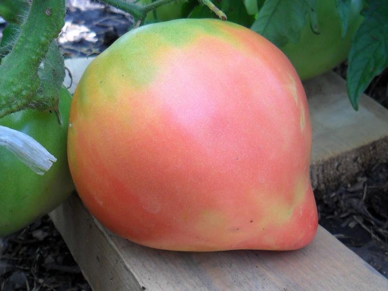 stellate sturgeon tomato on the table