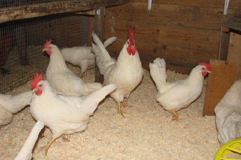 dwerg leghorn in 33 beschrijving