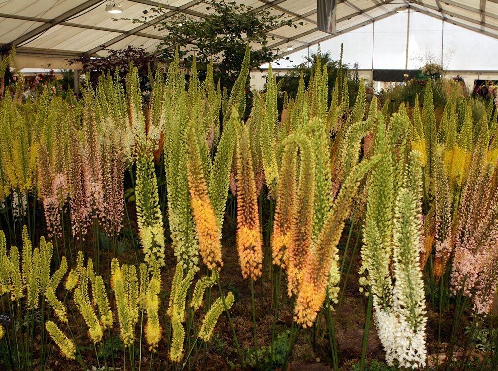 Krim Eremurus 