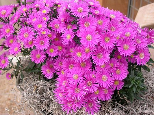 alpine aster