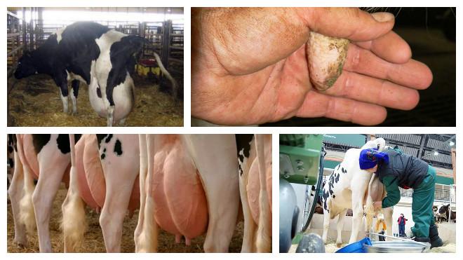 mastitis in a cow