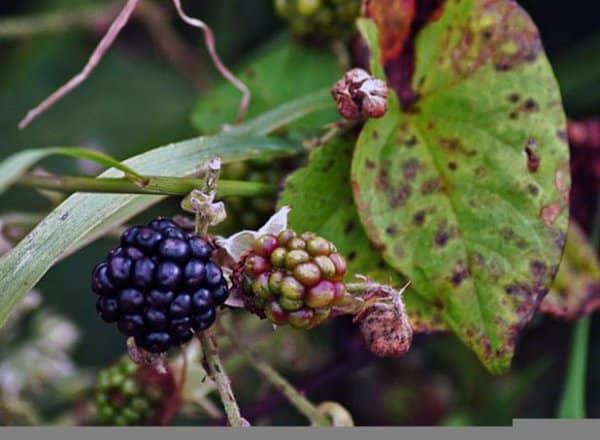 wie man Brombeeren pflegt