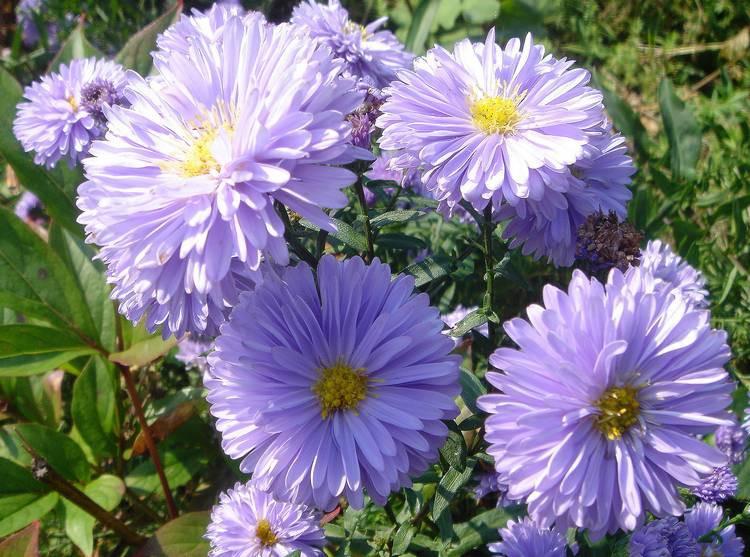 aster novobelgica