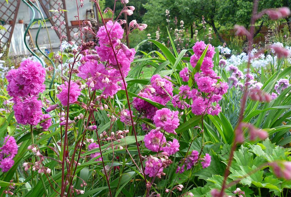 Lychnis vaste plant 