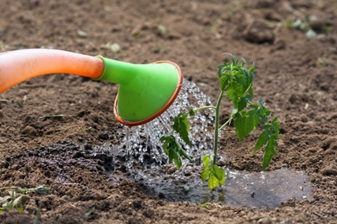 watering a tomato