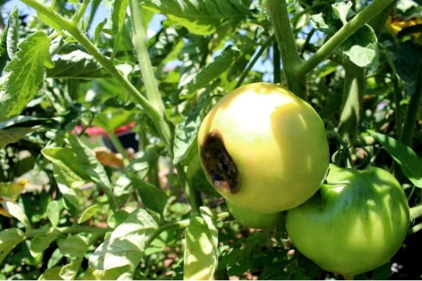 schwarze Tomaten im Freiland