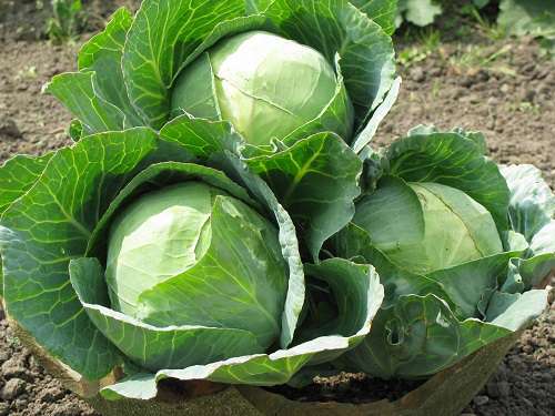 großer Kohl im Garten