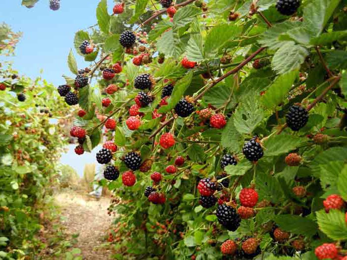 reife Brombeeren