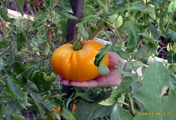 orange giant tomato bushes