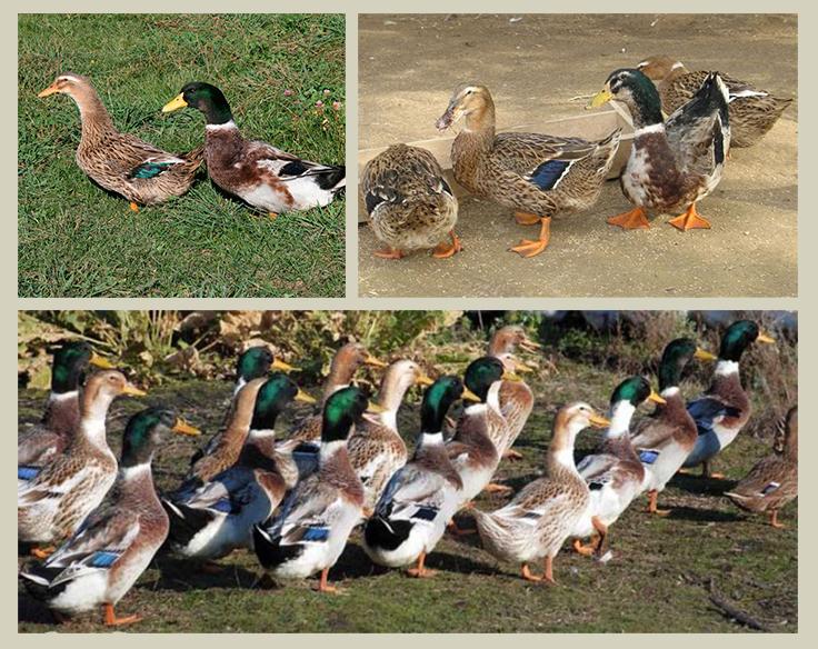 Bashkir duck