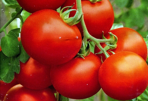 Polare frühreifende Tomate im Freiland