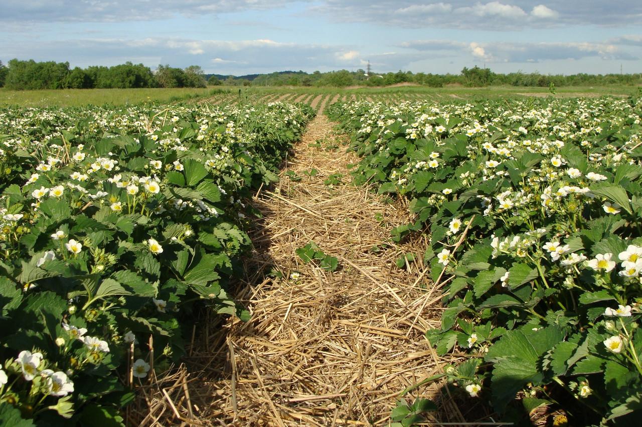 veel aardbeien