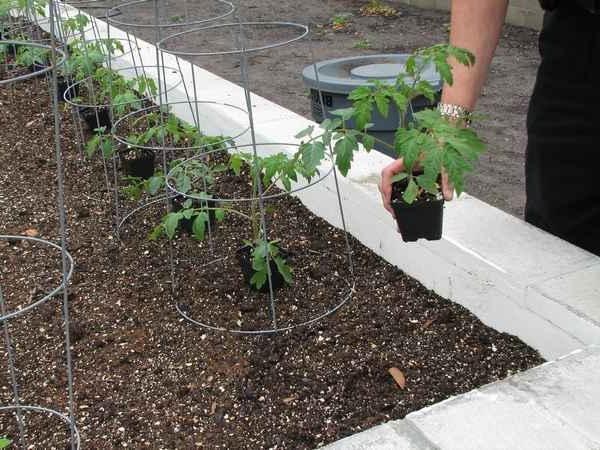 proces výsadby rajčat 