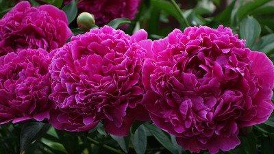 herbaceous peony Lilac