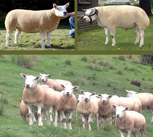 • lambs grow quickly, but after 3 months they lose a lot of weight.