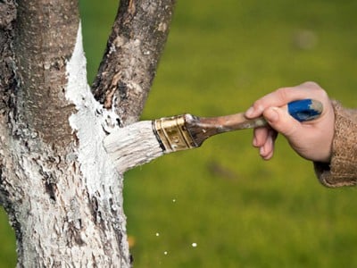 kanker van de appelboom