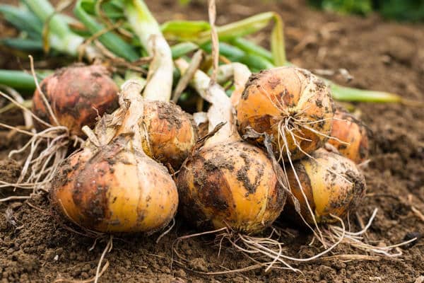 Zwiebeln liegen im Garten