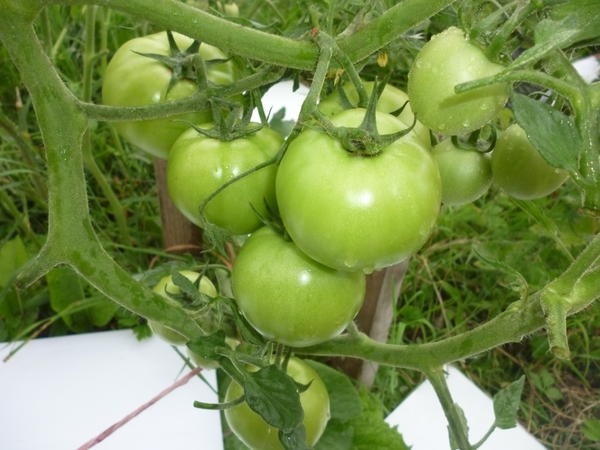 faire pousser des tomates