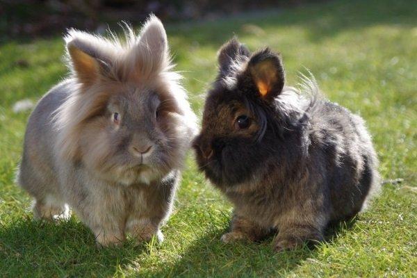 lion headed rabbit