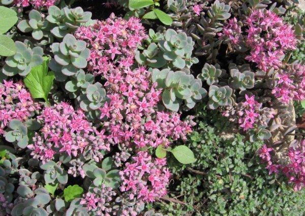 sedum in de tuin 