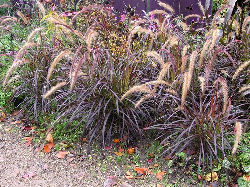 Pennisetum im Garten 