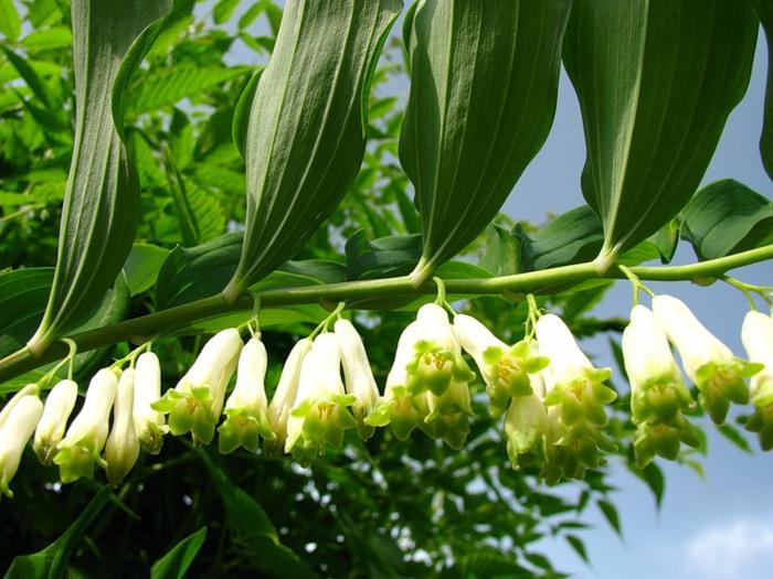 botões de flores 