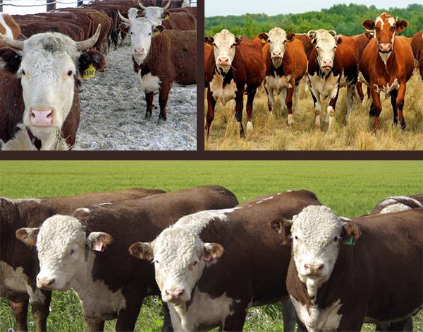 Popis a charakteristika top 12 masných plemen krav, kde jsou chována a jak si vybrat