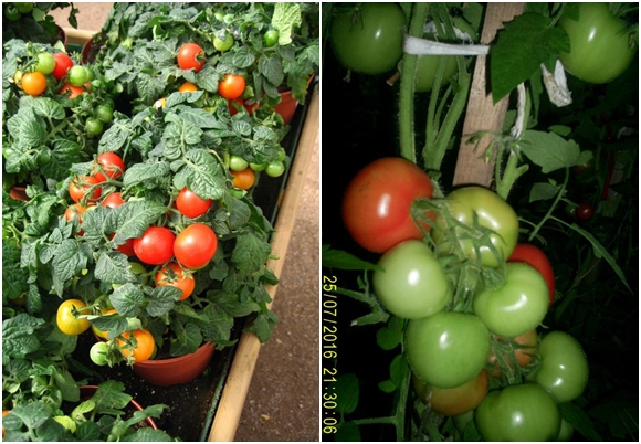 Erscheinen einer Tomaten-Innenüberraschung