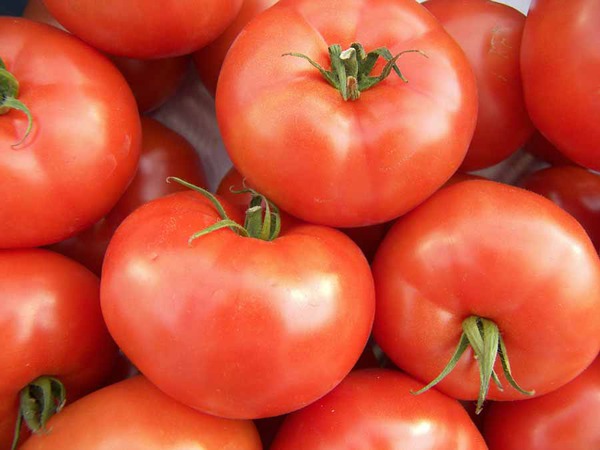 Dünger für Tomaten