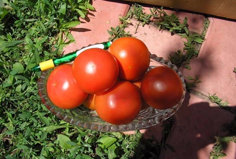 tomates Cristal F1