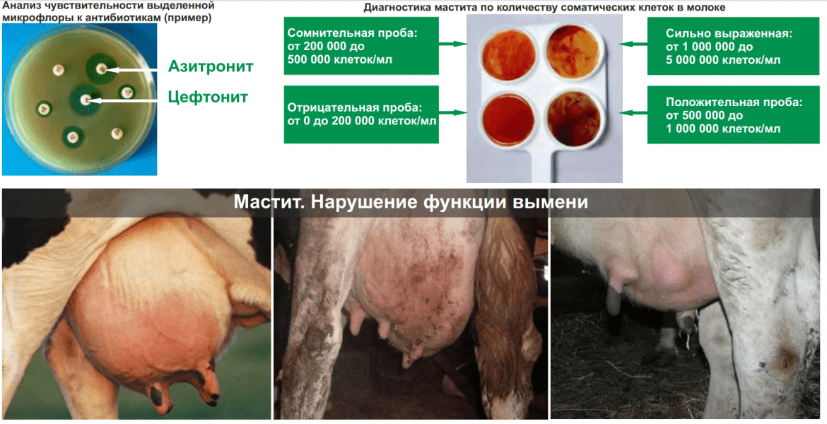 Stanovení subklinické mastitidy u krav a léčba doma