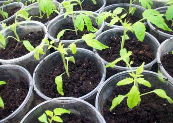 tomato seedlings in pots