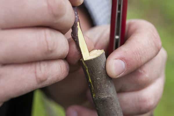 plum grafting