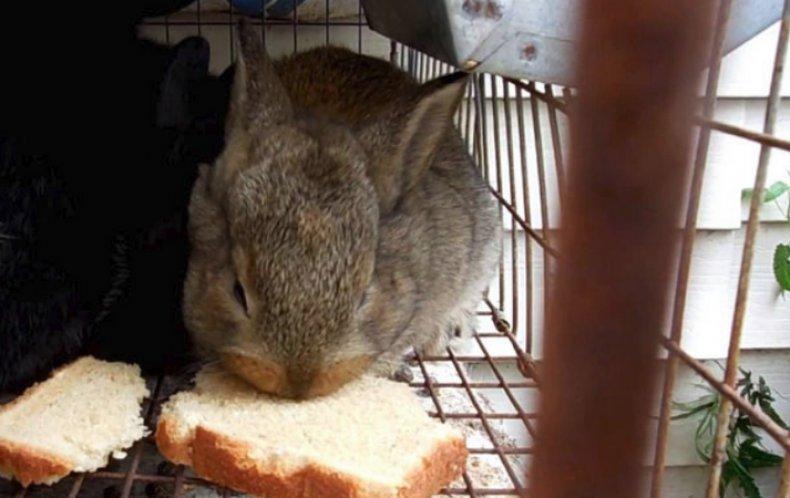 Ist es möglich, Kaninchen mit Brot zu füttern?